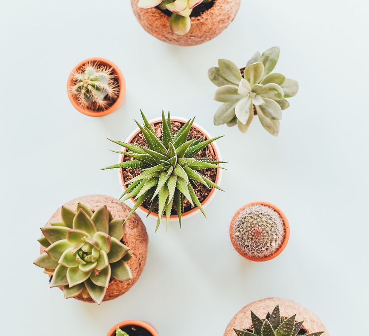 Hand-building Ceramic Flower Pots (10+)