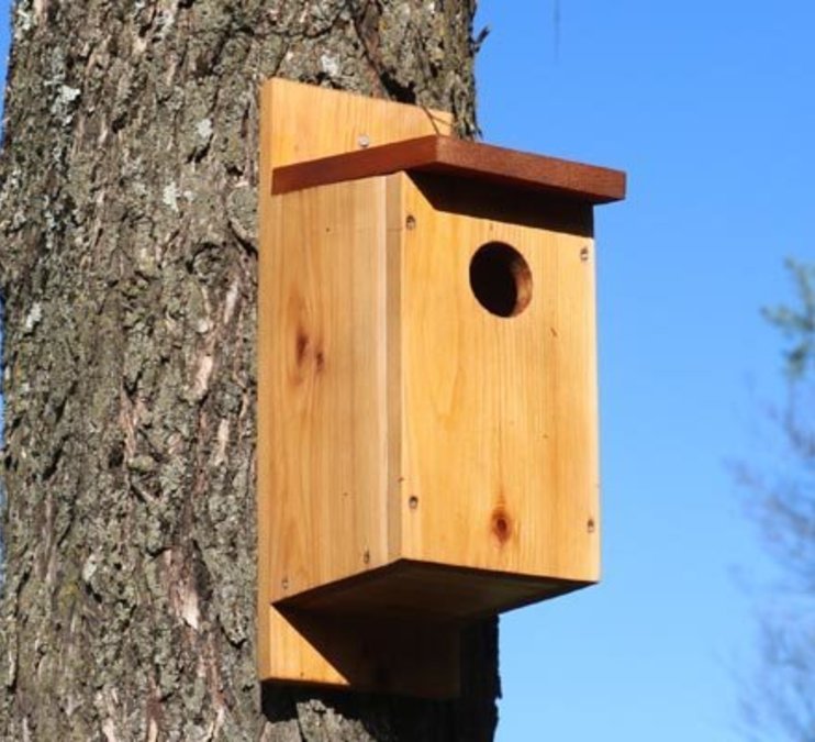 Build a Birdhouse (7+)