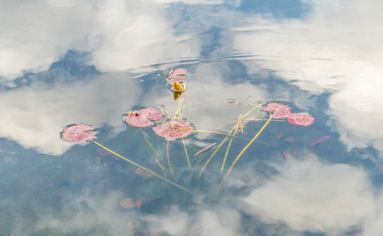 Lindagrashoff grashofflindayoungwaterlilyleavesinthesky2